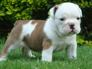ADORABLE BULLDOG PUPPIES FOR ADOPTION