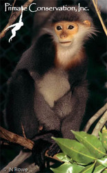 Lemur,  Apes,  Chimpanzees,  Gibbons,  Primatology -  Primate Conservation