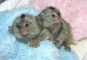 Two Baby Marmoset Monkeys For Adoption