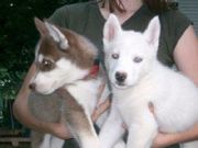 mae and female gorgeous siberian husky puppies for adoption