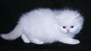 Cute persian kittens for good homes