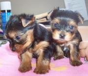 Reserve Your Male and  Female Yorkie Puppies for Christmas 
