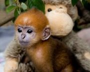 baby monkey for adoption